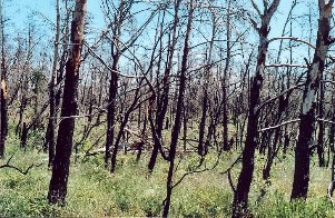 Ce paysage n'est plus présentable!