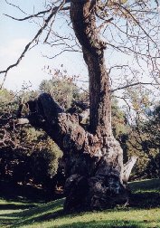 un châtaignier, véritable ancêtre