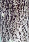 détails - écorce