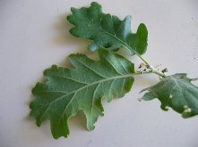 détail - feuilles recto-verso