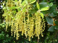fleurs du chêne vert