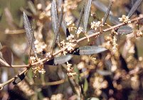 détail - fleurs et feuilles