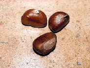 détails - chatagnes